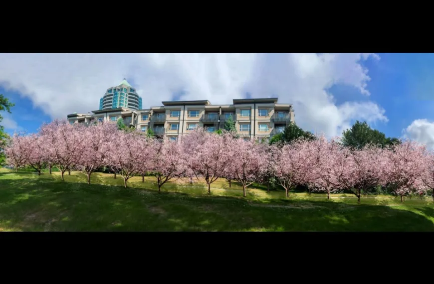 Plans to plant cherry and maple trees