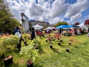A vibrant outdoor market scene at a Spring Bazaar on a grassy lawn under a partly cloudy sky. In the foreground, dozens of small potted Japanese maple trees with green, yellow, and red leaves are neatly arranged for sale. In the background, visitors browse among several white and blue vendor tents. The modern glass and concrete architecture of the Nikkei National Museum & Cultural Centre is visible behind the market stalls.