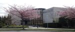 Cherry blossom tree in bloom in front of the Nikkei National Museum & Cultural Centre building.