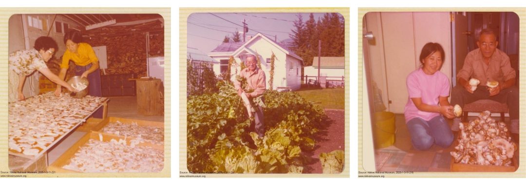 3 photos of the Uyeda family members in the garden and sorting matsutake at home.