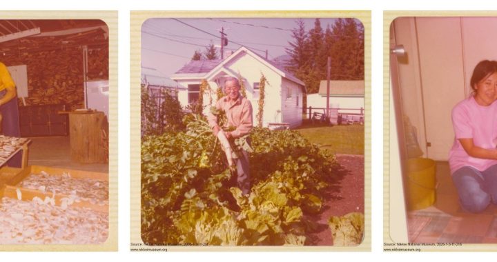 3 photos of the Uyeda family members in the garden and sorting matsutake at home.