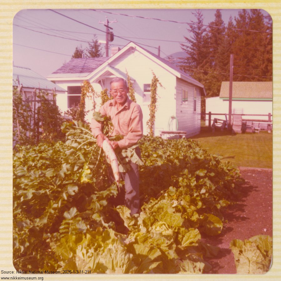 An older man with a daikon pulled from the ground in a vegetable garden in front of a white small house and tall cedar trees in the background.