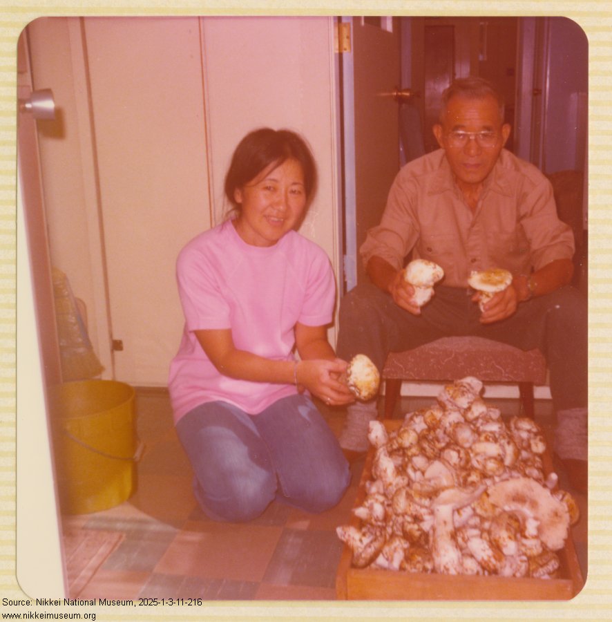 A lady kneeling on the floor with a matsutake in her hand. A man sits next to her in a low chair with matsutake in each hand. A full box of matsutake are in front of them.