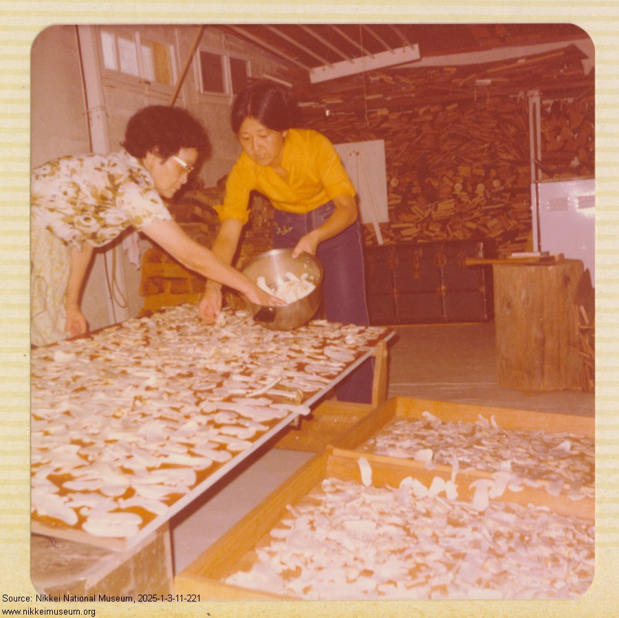 Two women putting out slices of matsutake to dry in what looks like a garage with firewood in the background and a large storage chest.