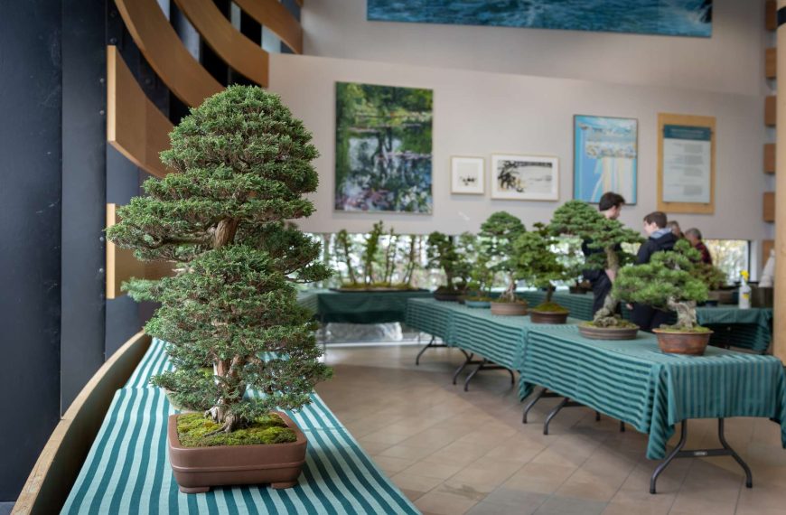 A potted bonsai tree displayed on a striped table at an indoor exhibition with other trees and visitors in the background.