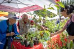Two senior men inspect potted plants for sale at an outdoor community garden market booth under a white canopy tent.